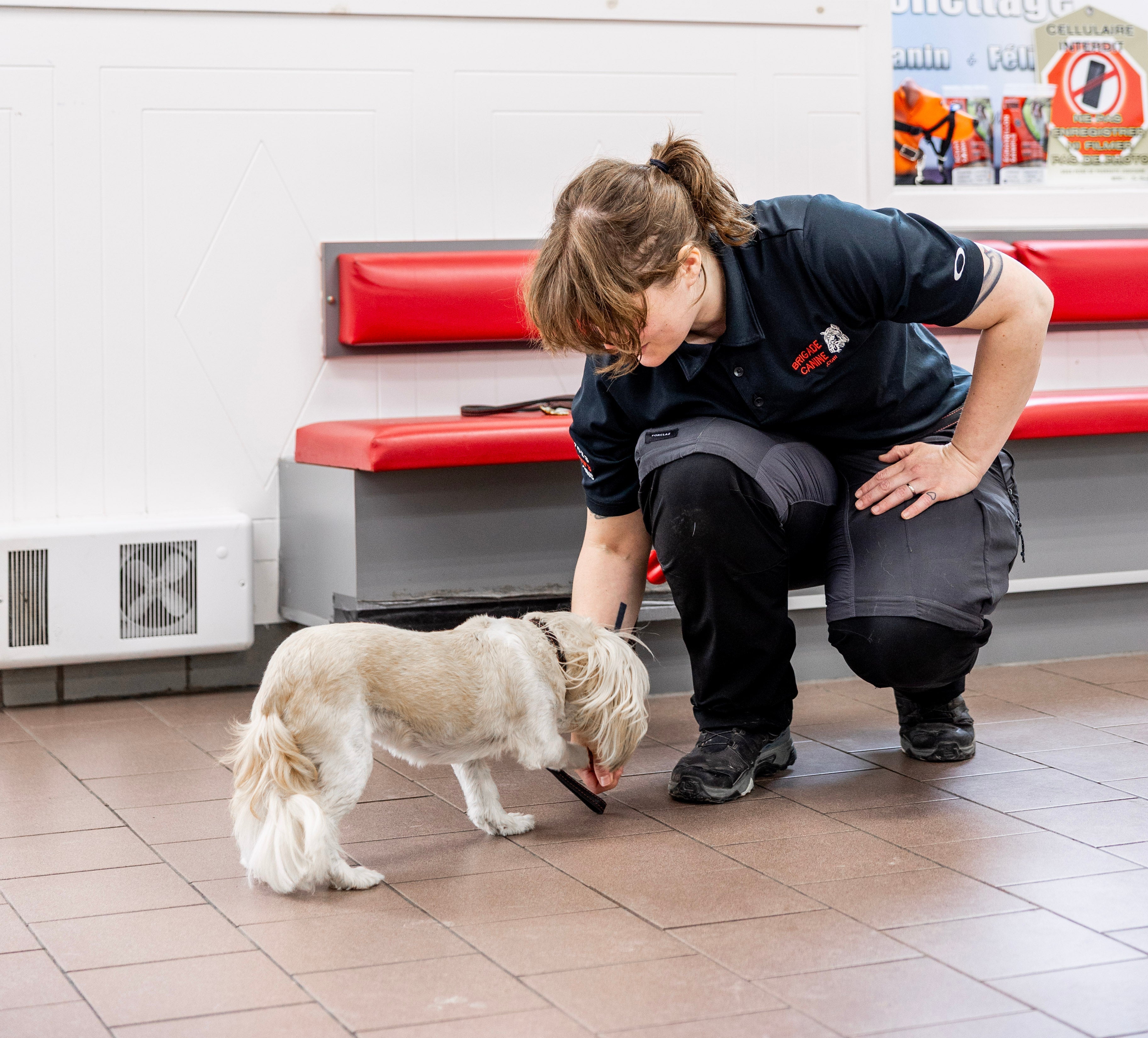 cours pour devenir dresseur de chien