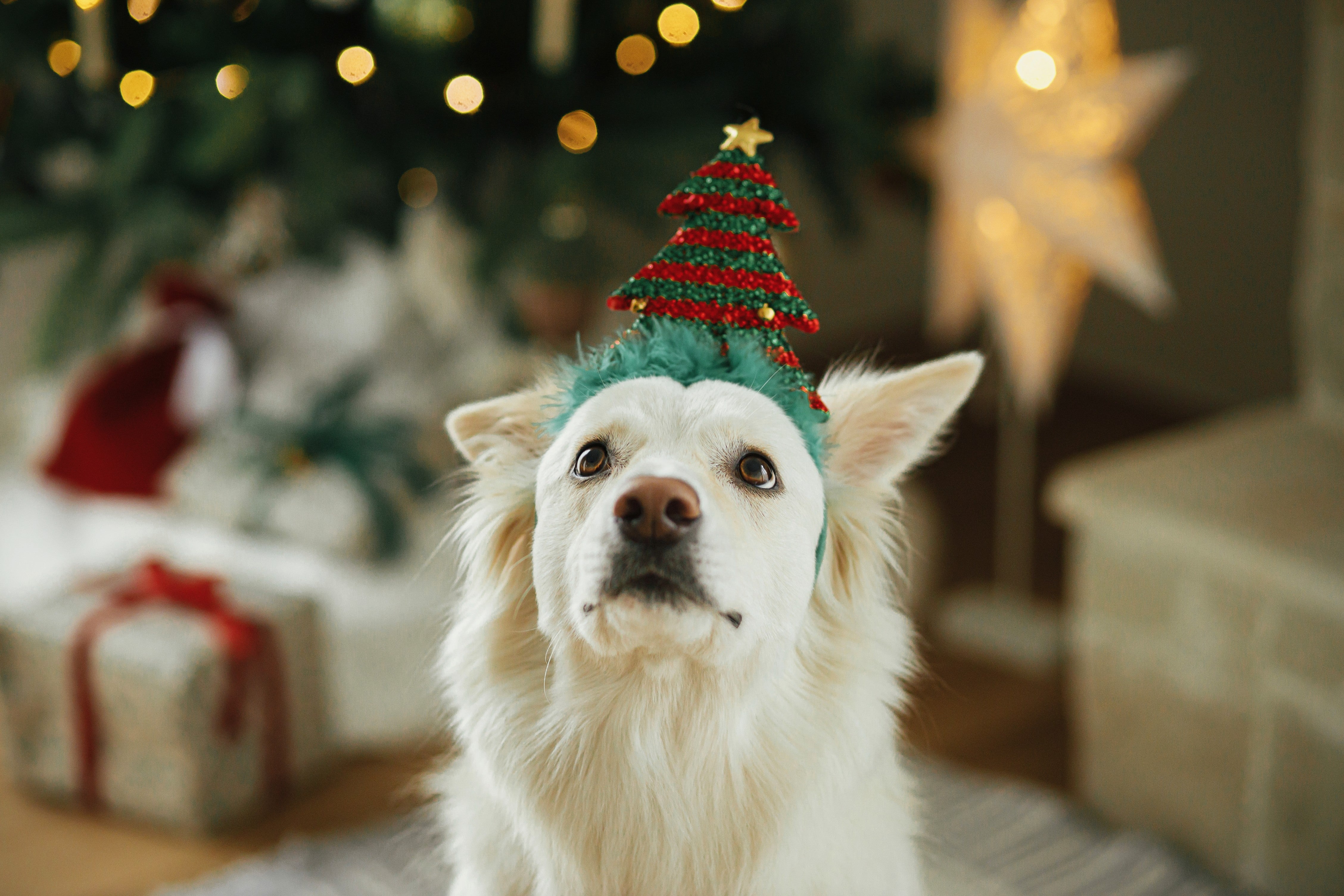Chien Noël