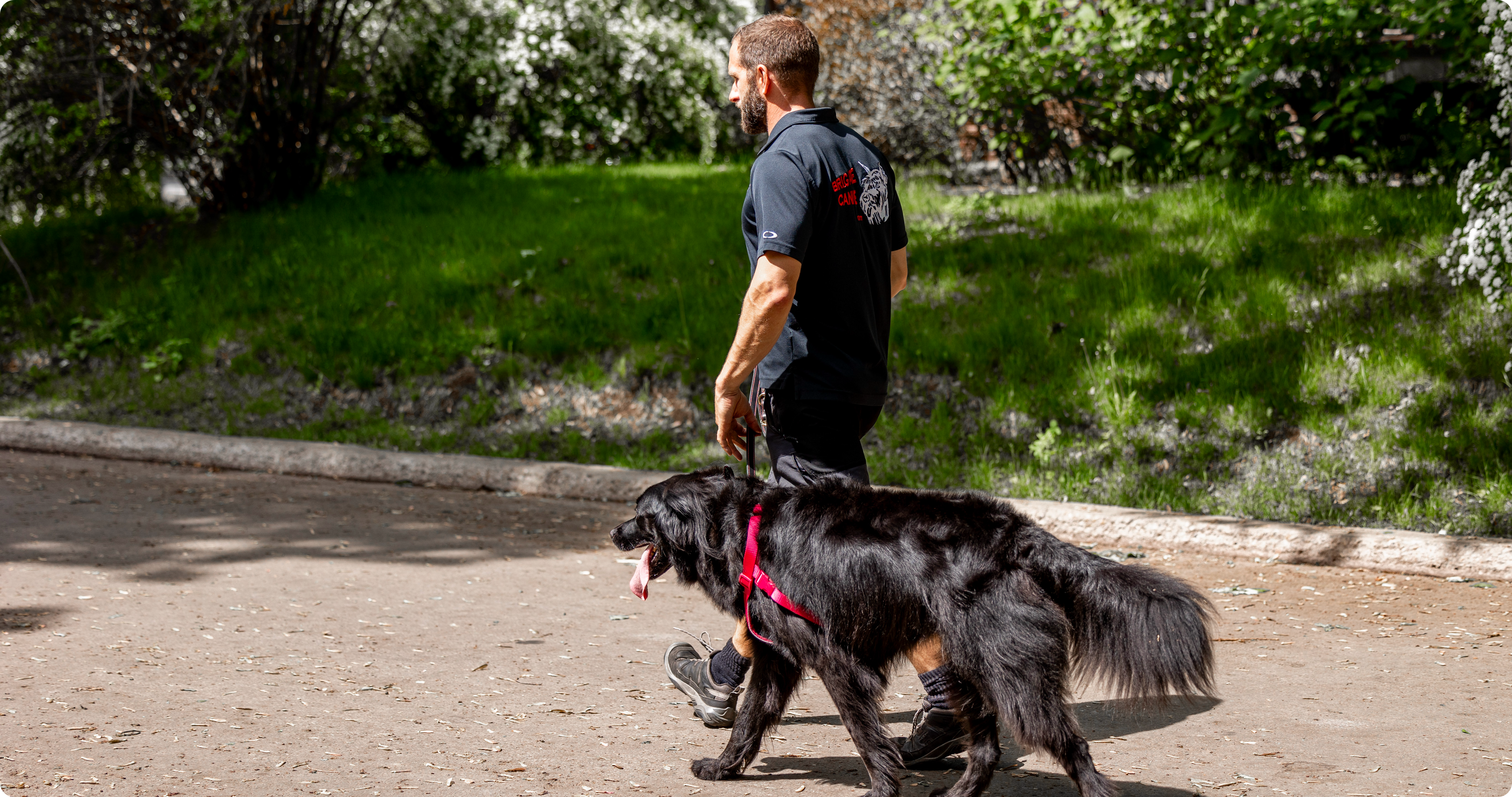 Profitez de l’été avec votre chien