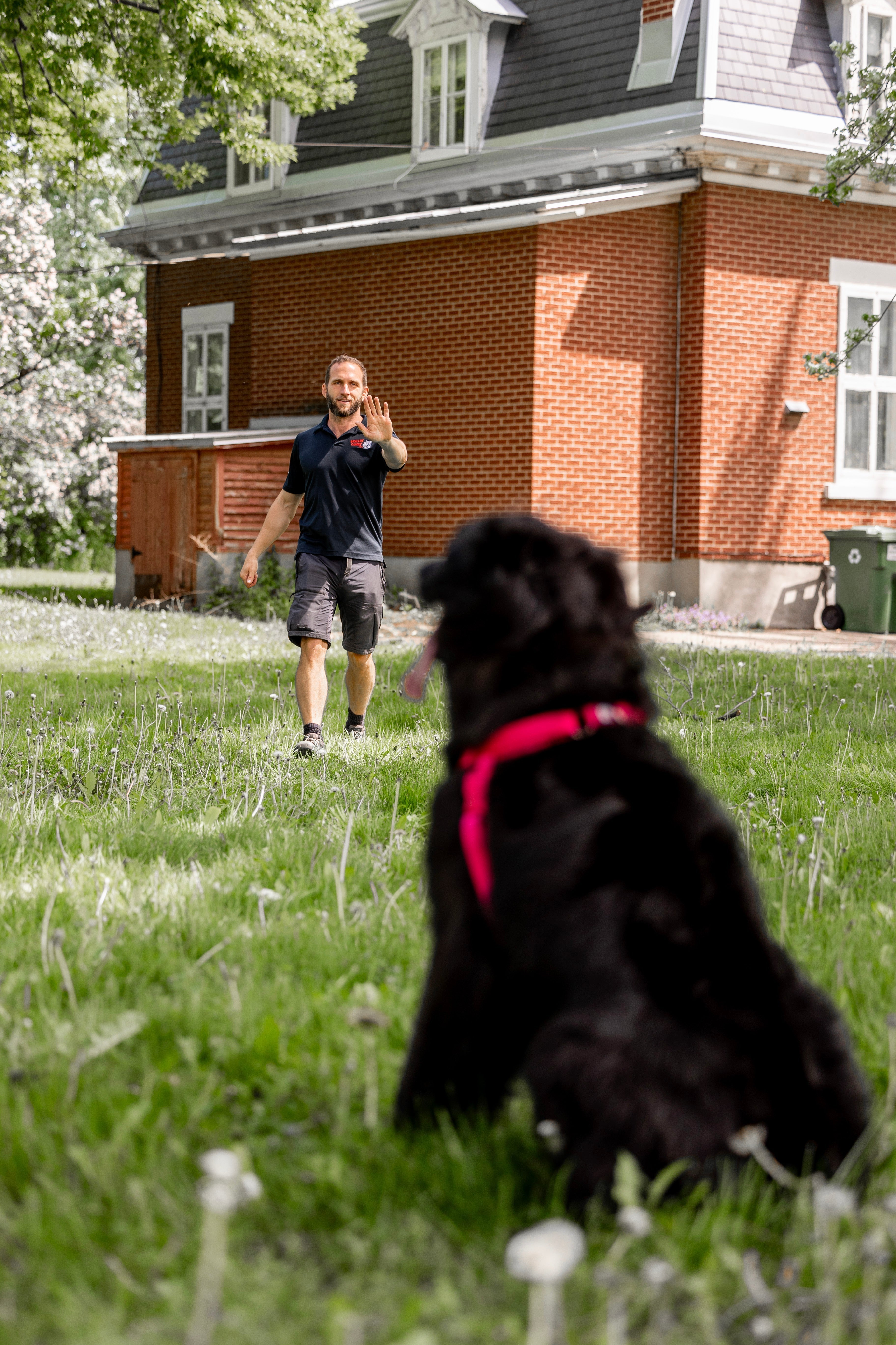 Pourquoi faire appel à un éducateur canin professionnel ?
