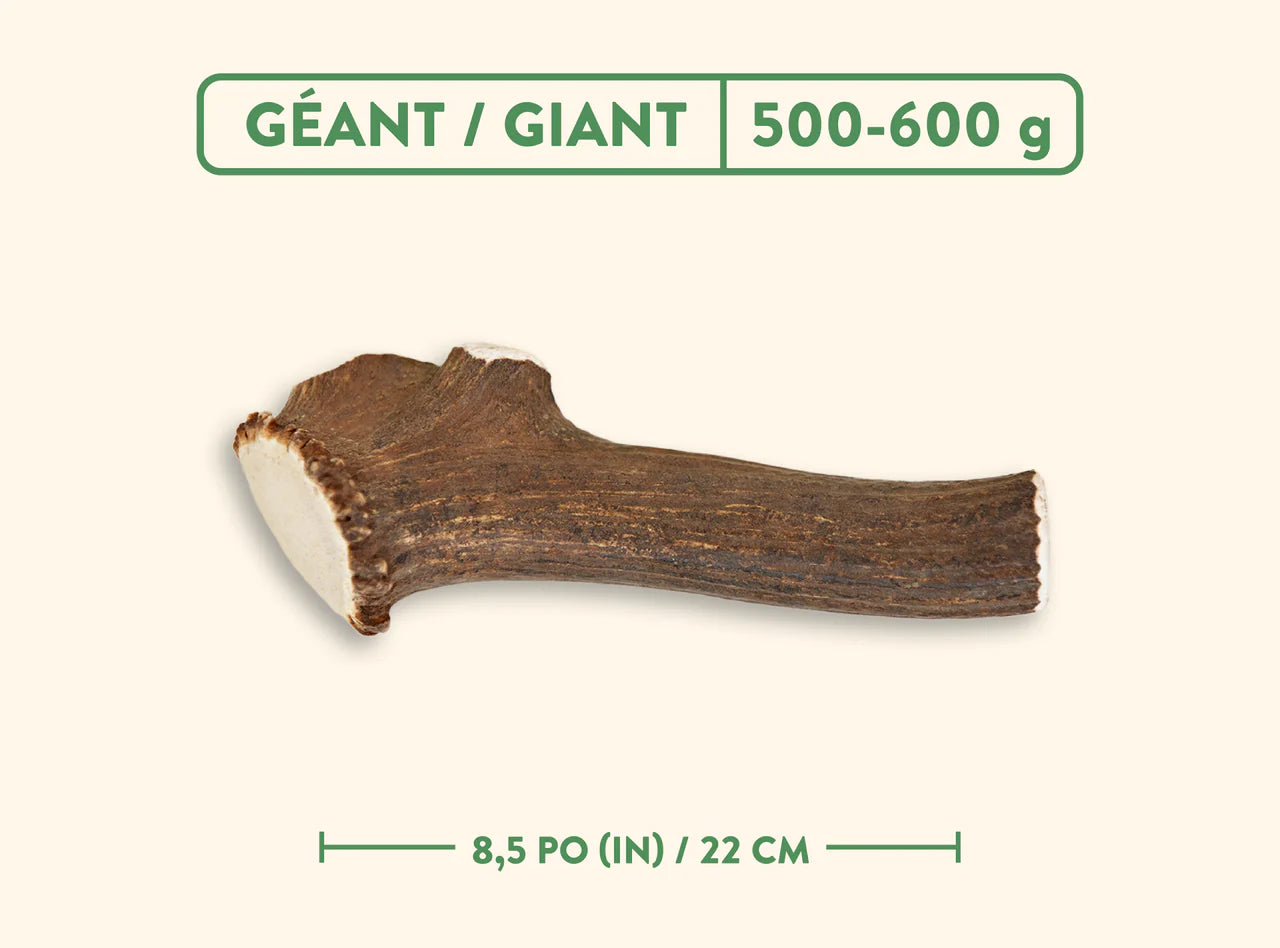 Jawgler - Bois de cervidés à mâcher