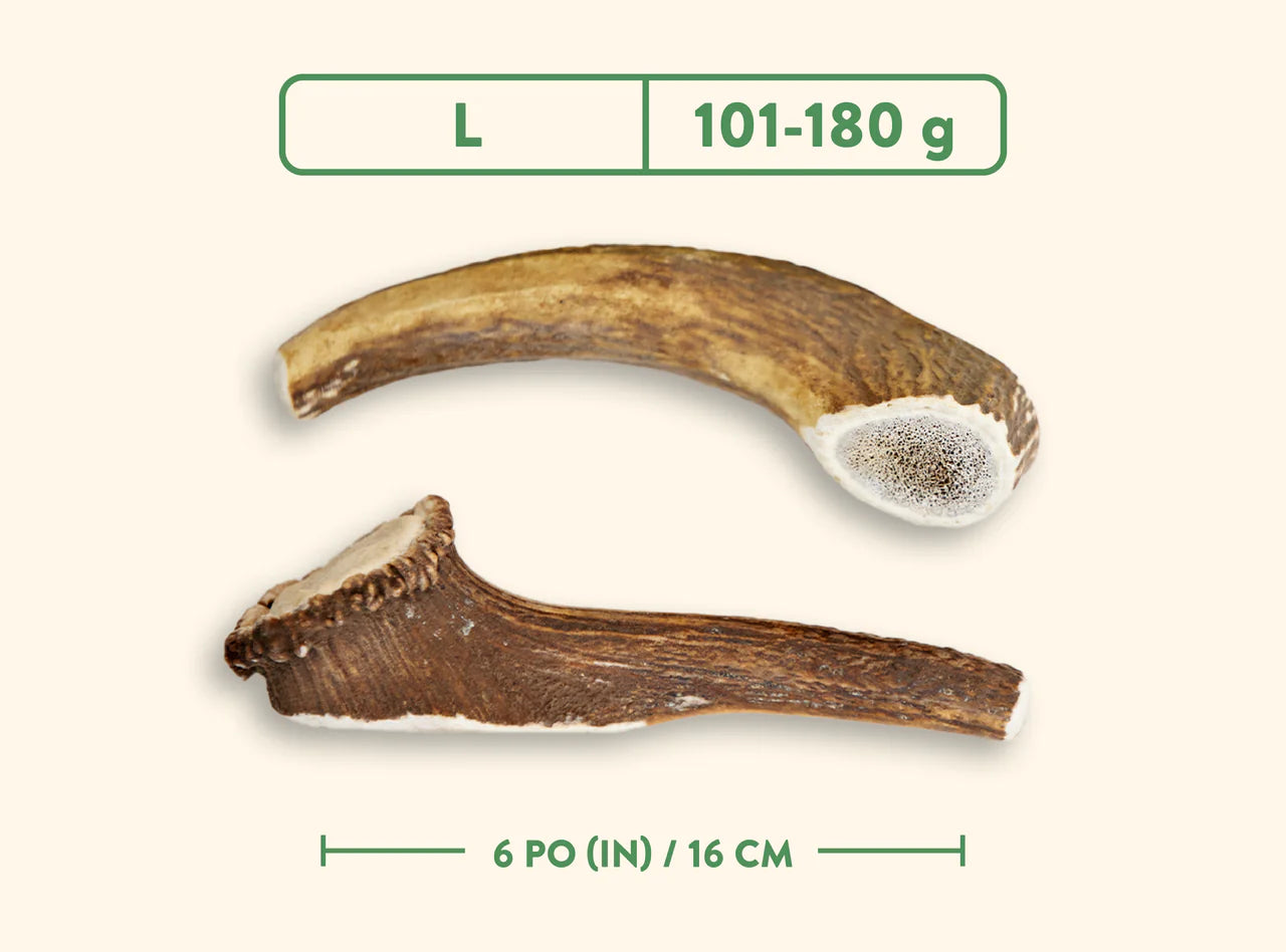 Jawgler - Bois de cervidés à mâcher