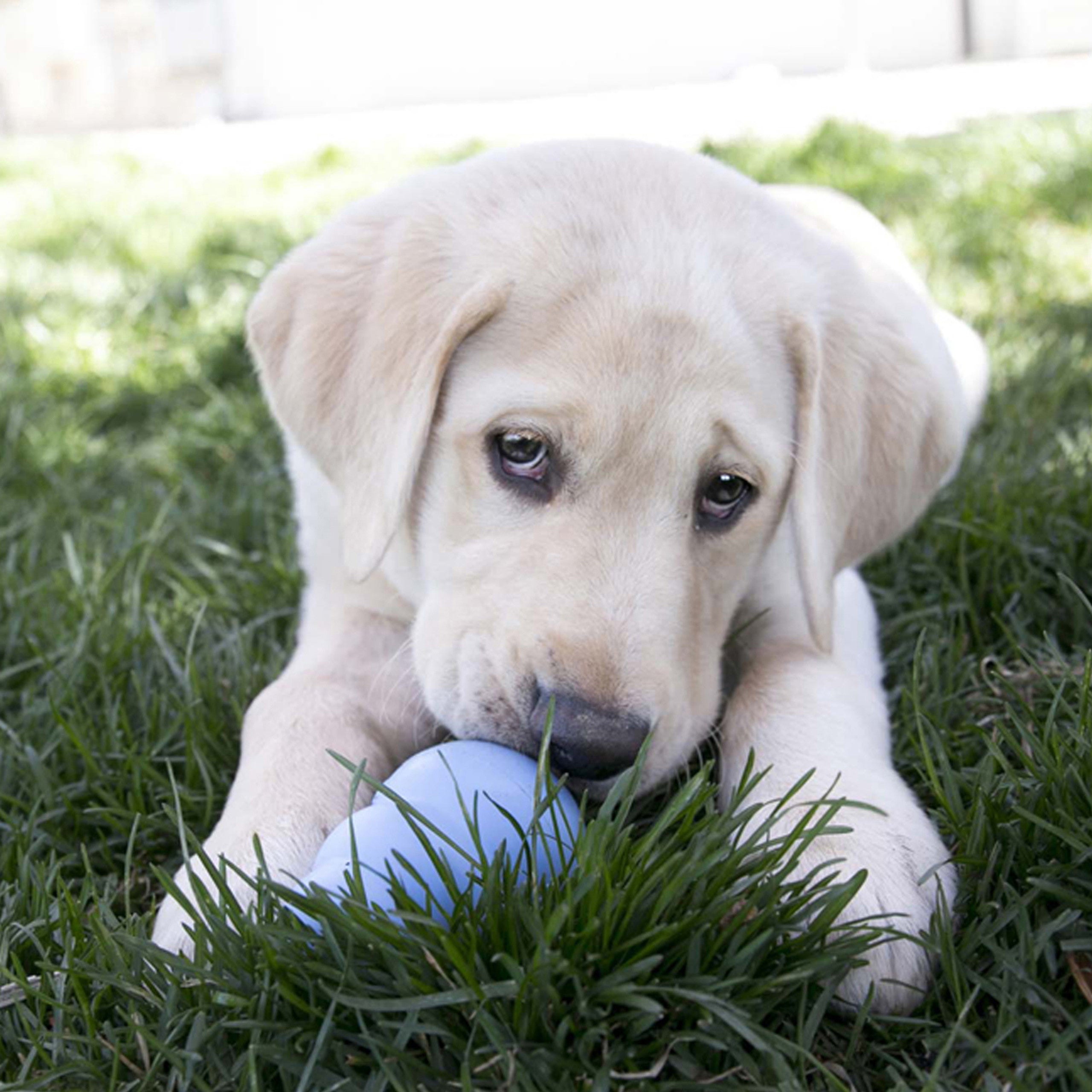 Kong - Kong Puppy