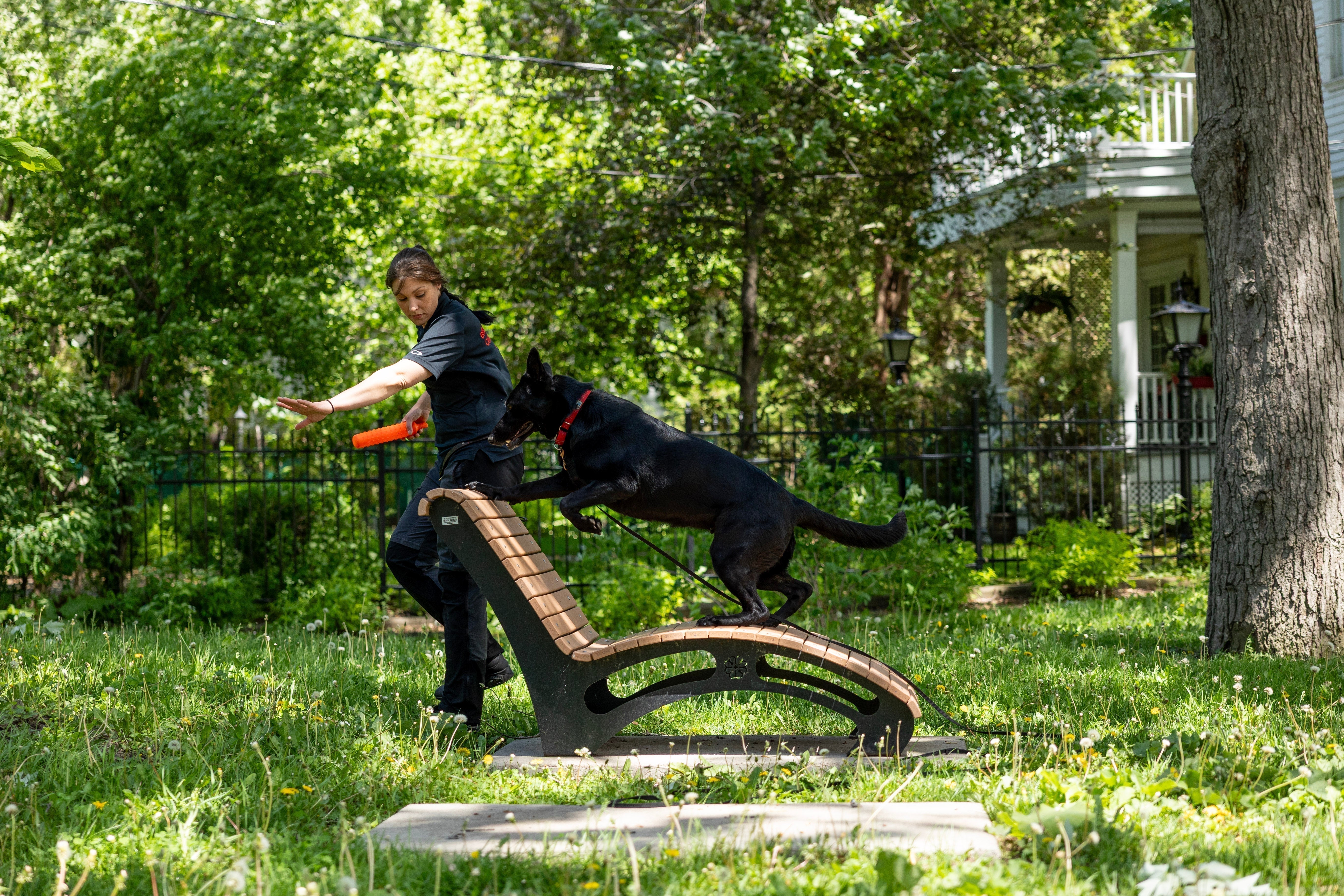 Une entraîneuse canin apprend à un chien à sauter par-dessus une chaise dans un parc extérieur en été.