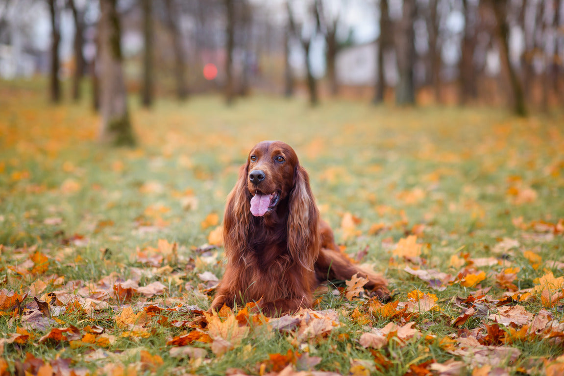 Chien en automne