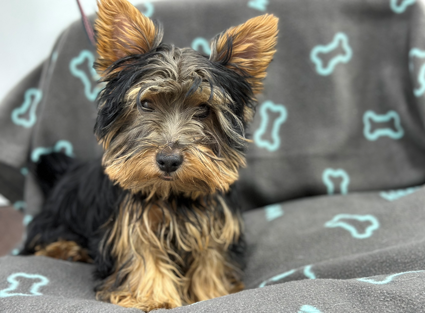 Bien démarrer avec son chiot : les défis des premières semaines et comment les surmonter
