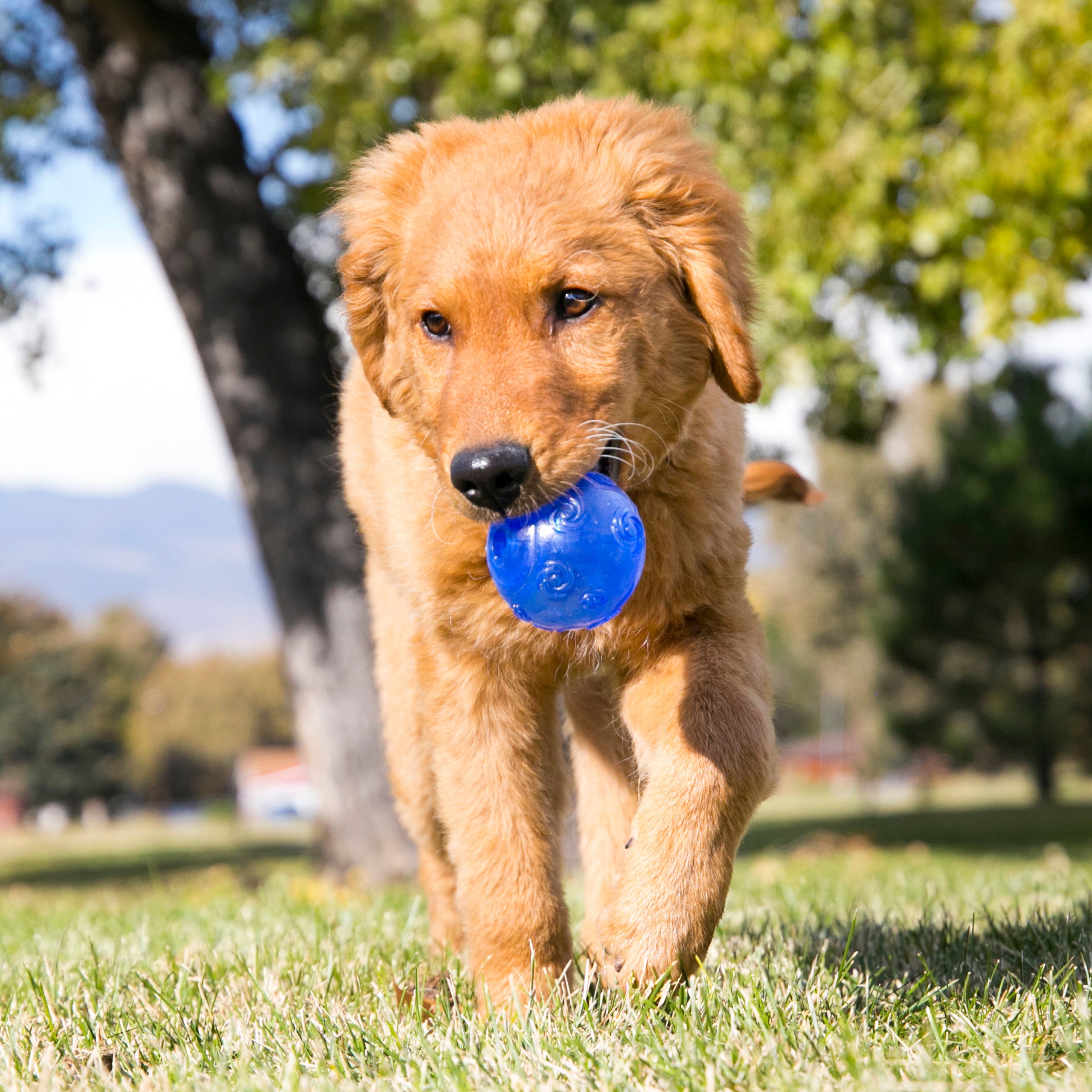 Kong - Squeez Ball