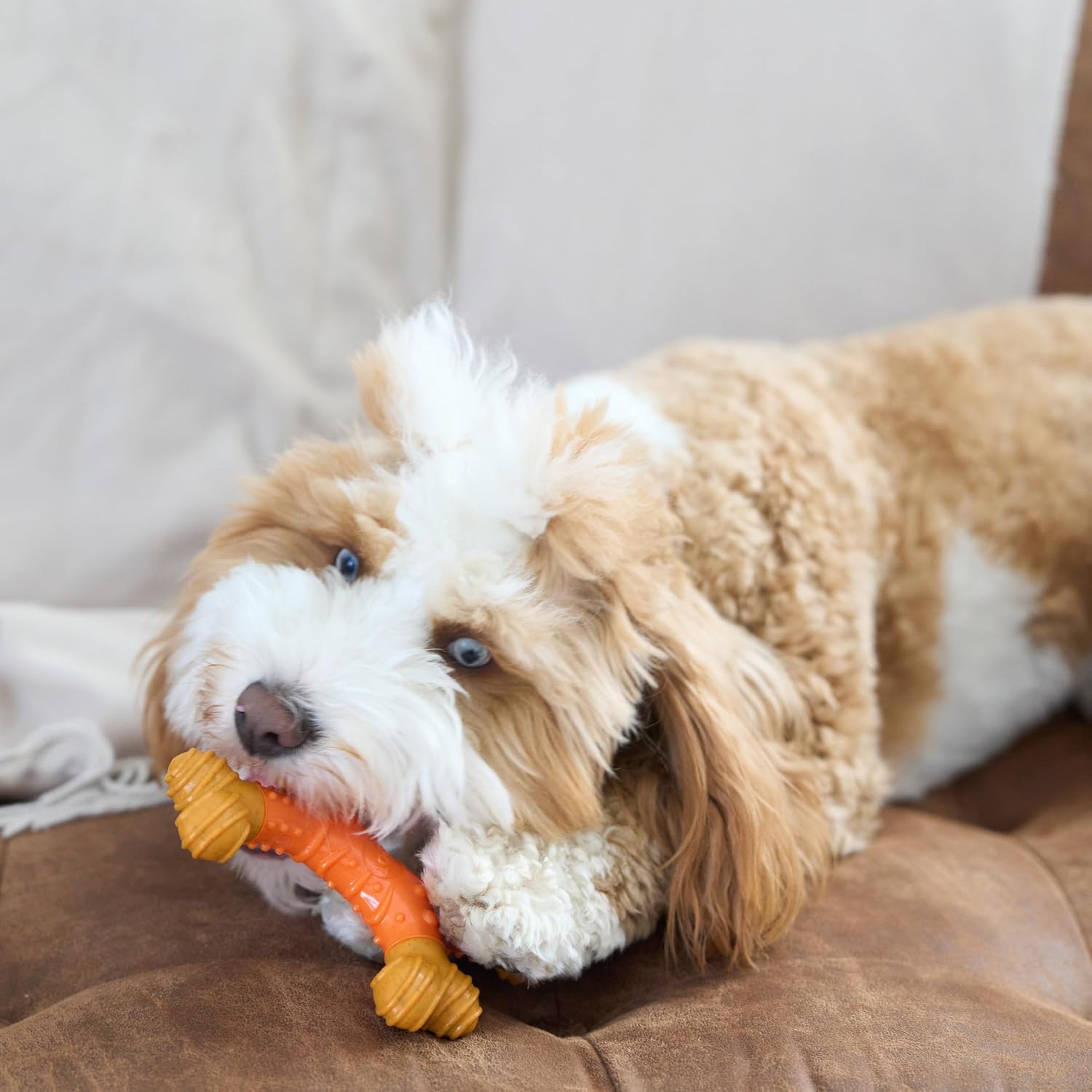 Spot - Bam-Bones Dental à saveur de beurre de cacahuètes