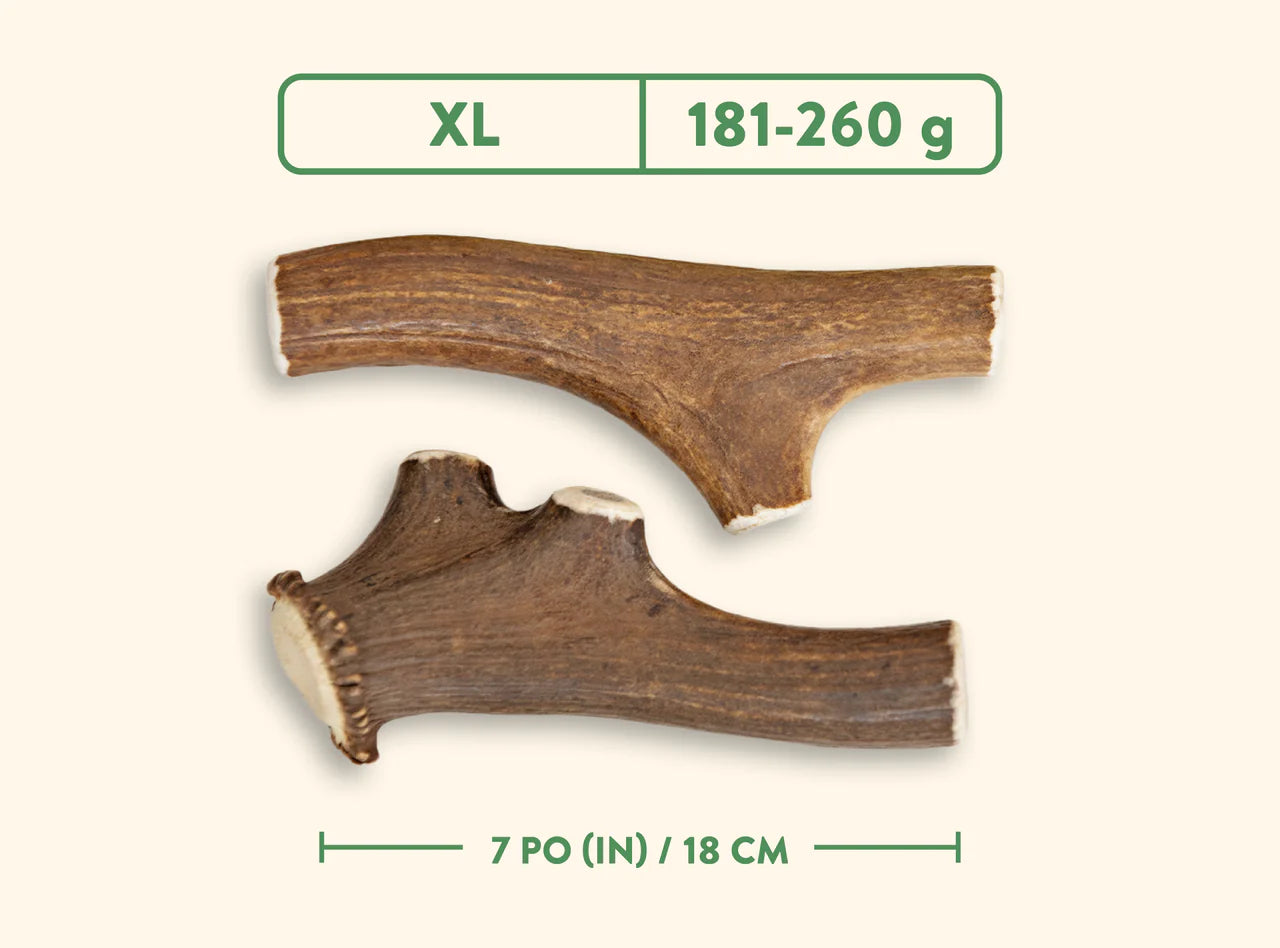 Jawgler - Bois de cervidés à mâcher