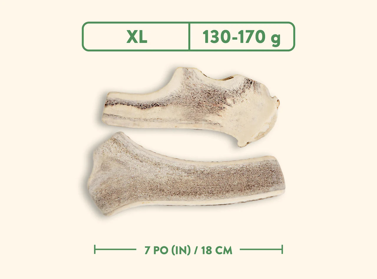 Jawgler - Bois de cervidés à mâcher