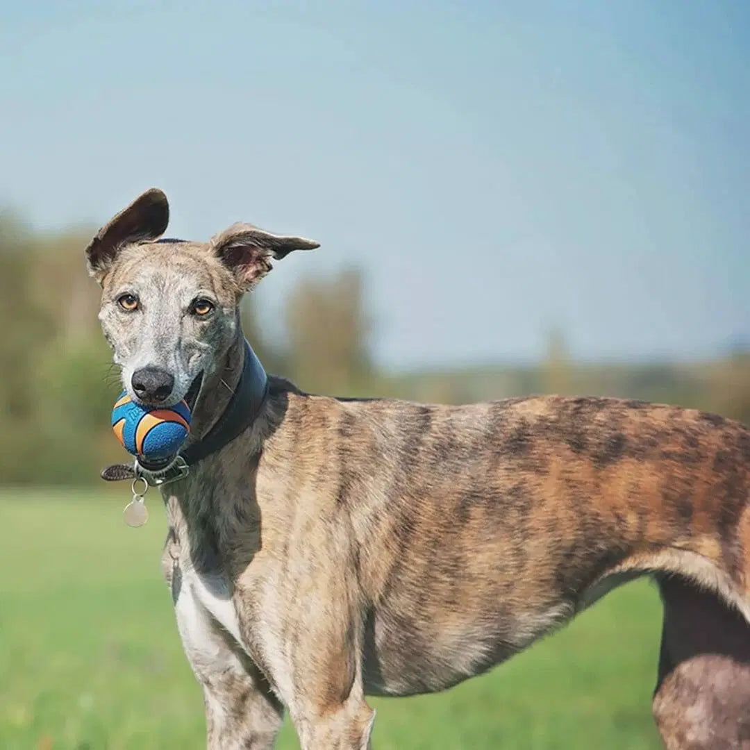 Chuckit! - Ultra Squeaker Ball