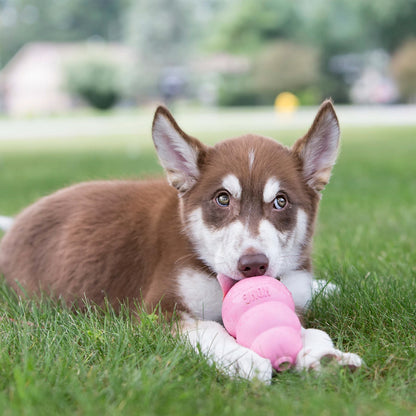 Kong - Kong Puppy